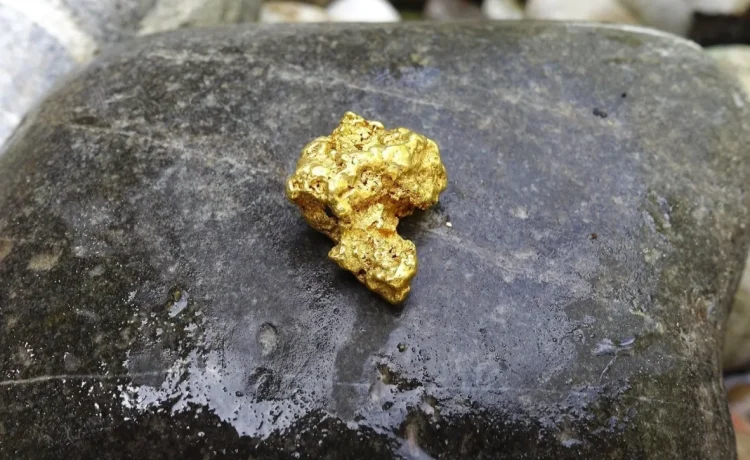 gold maraldy